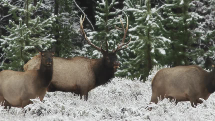 A herd of elk walking in a snowy field next to a forest