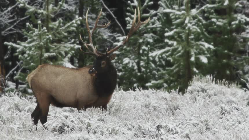 A bull elk with large antler stands near some trees on a winter day