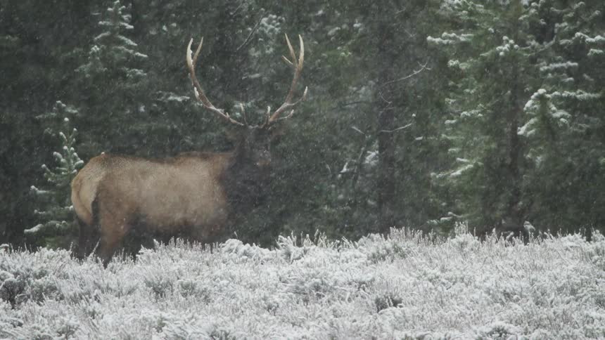 A bull elk is standing still staring straight ahead in a snowy environment