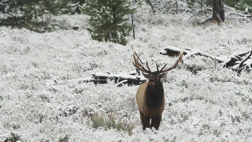 A bull elk bugling in a snowy meadow