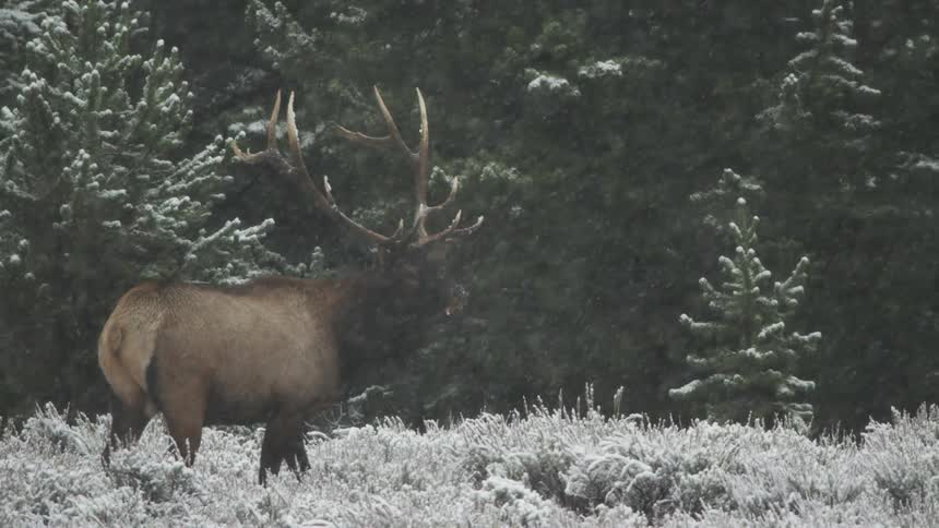 A bull elk standing at the edge of a forest during a snowfall