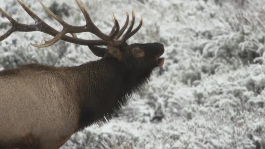 A bull elk bugling in a snowy meadow