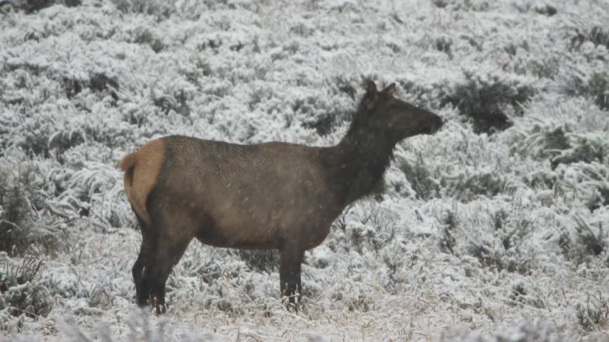 The cow elk stands outside in the snow