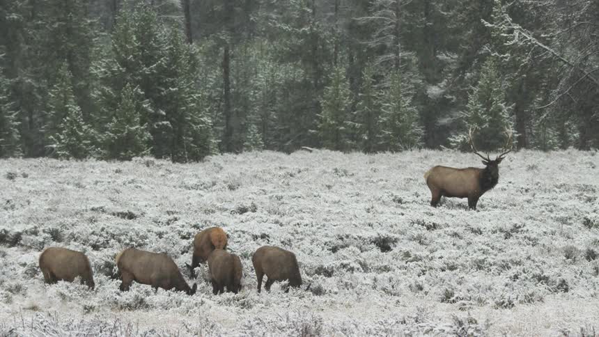 A group of elk feeding on the ground that is completely white with snow