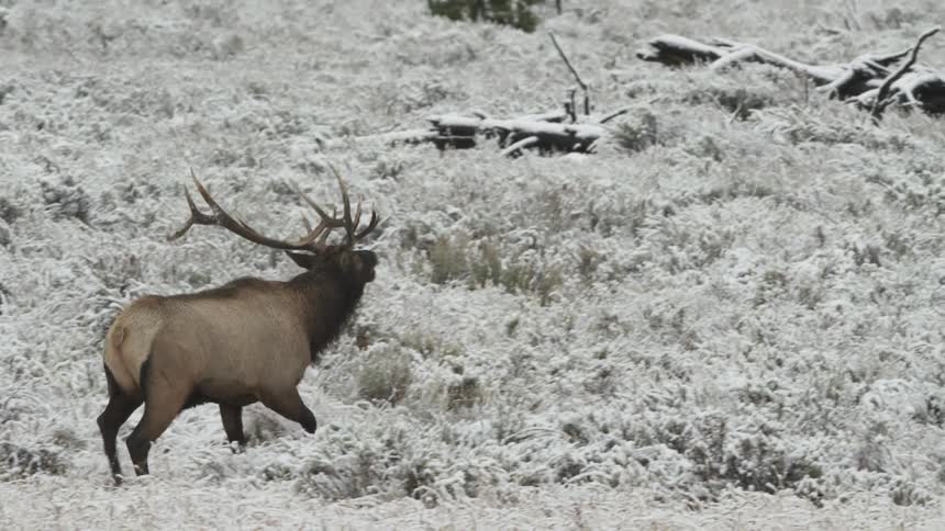 A bull elk walking in a snowy meadow