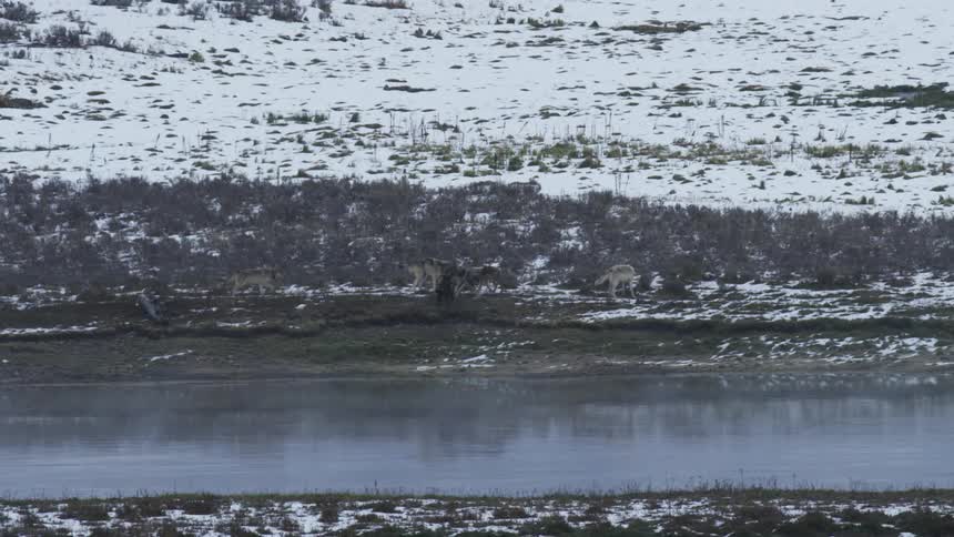A pack of wolves run alongside a river