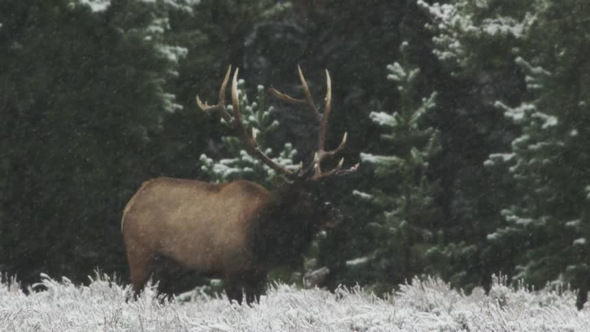 A bull elk grazing in along a forest line during a blizzard