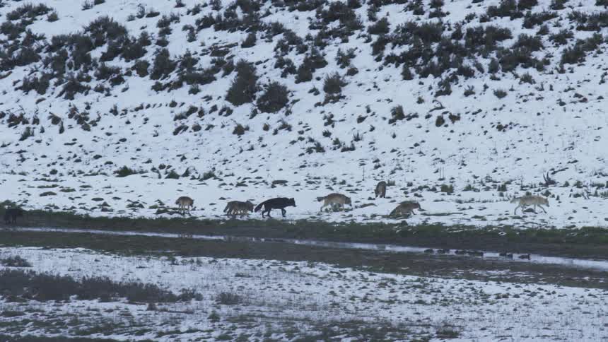 A pack of wolves walking along a snowy riverbank