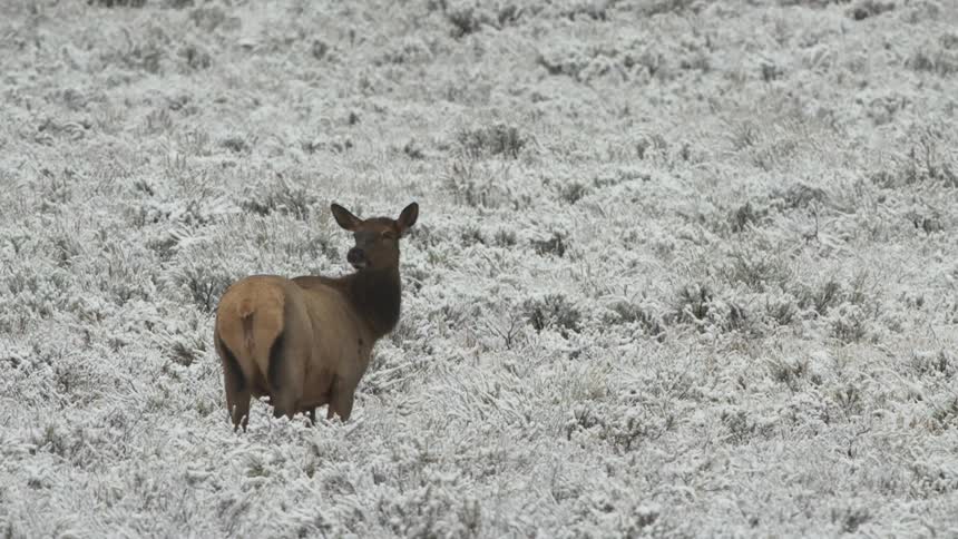 A cow elk standing in a snowy meadow