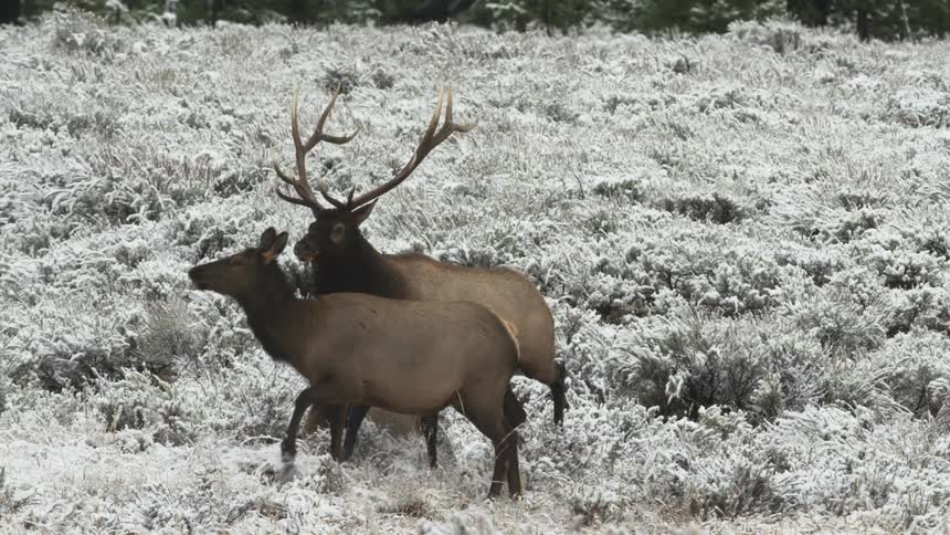 A bull elk walking up to a cow elk