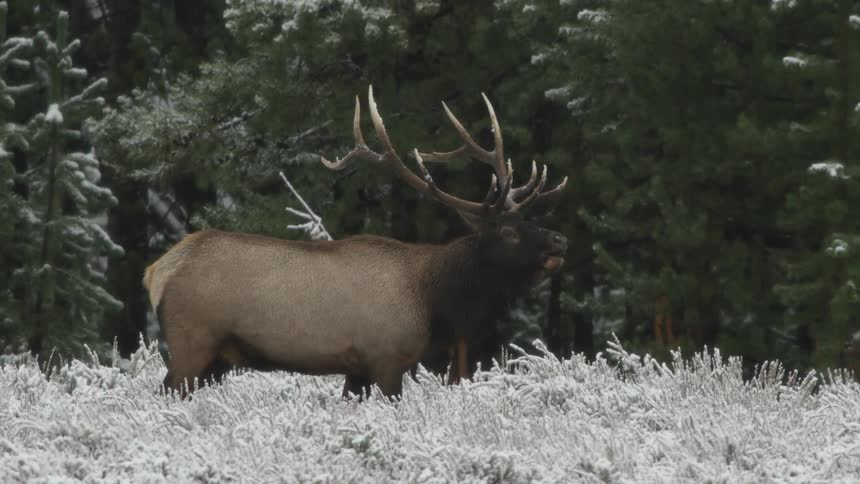 A bull elk grazing and bugling in front of a forest in winter