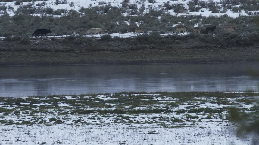 A pack of wolves walking in line in a snowy field along a river