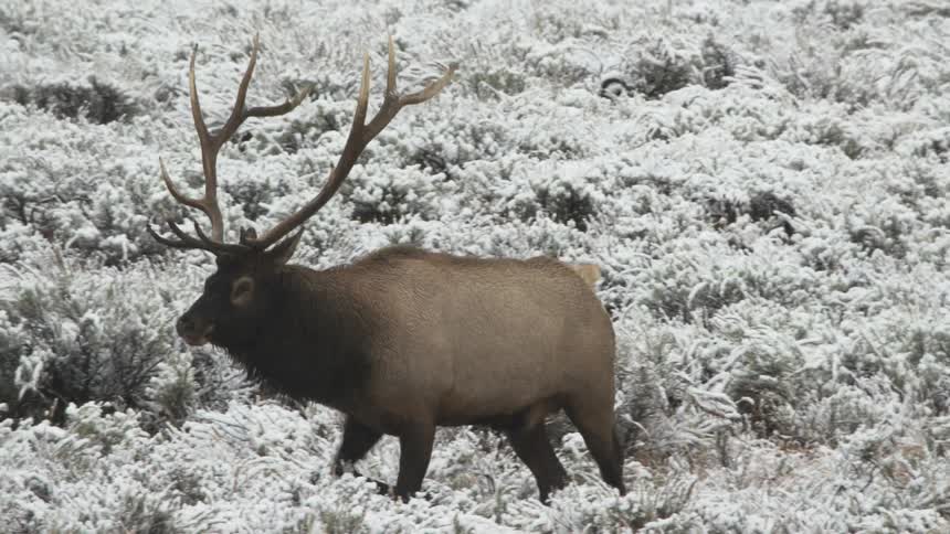 Bull Elk with large rack walks through snow covered field and then bugles