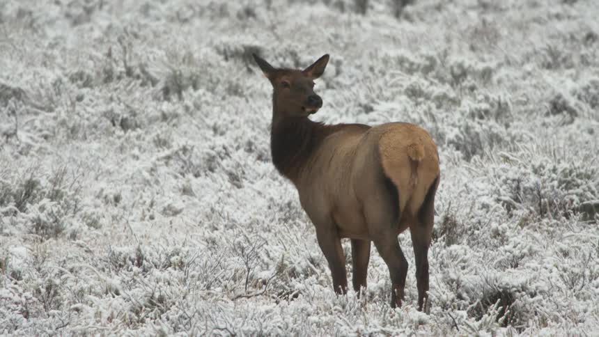 Cow elk looking around and walking in a snow covered field