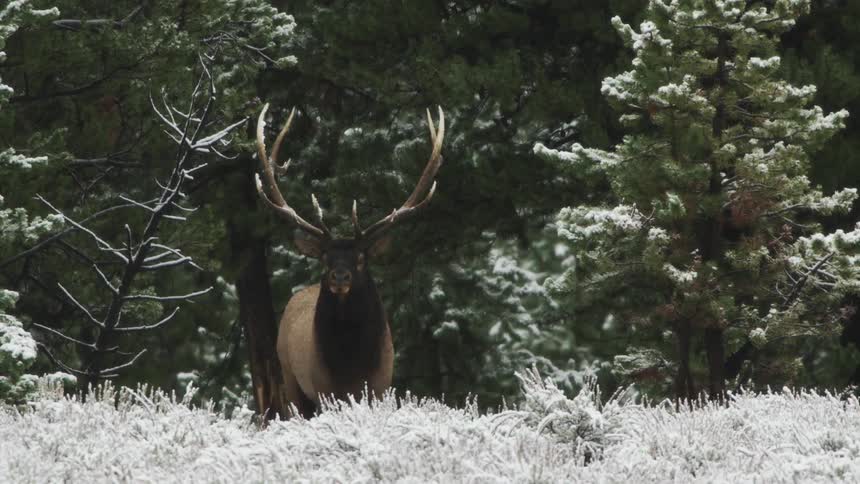 A bull elk walks between snow frosted conifer trees in the woods during the winter