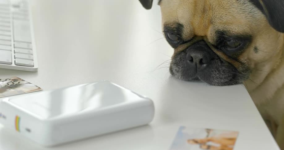 Sad little dog resting his chin on white desk