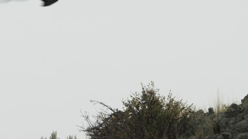The birds fly around on a cloudy day