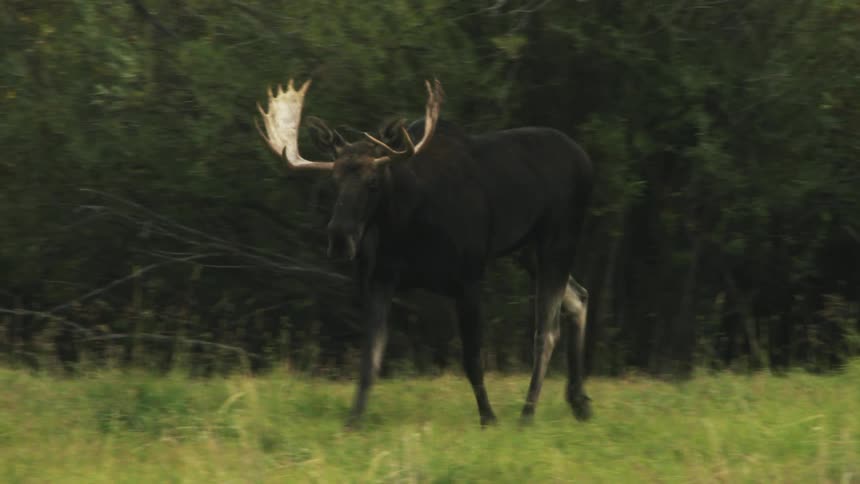 A moose walking through the grass