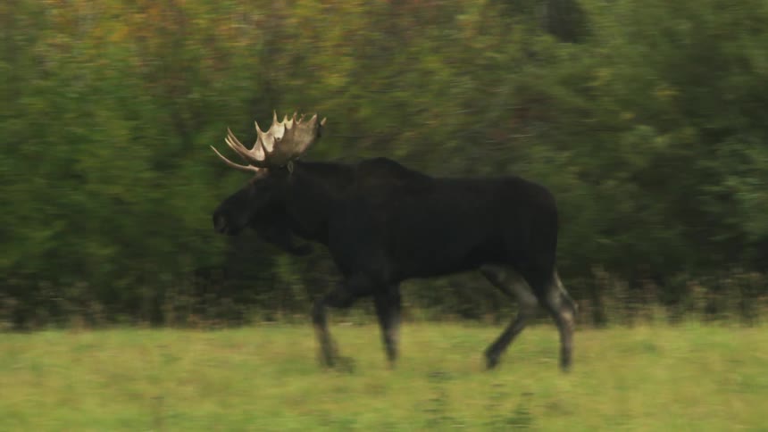 A bull moose trots through field near woods