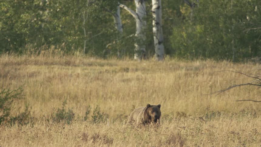 A lone grizzly bear walks through a grassy field on a sunny day