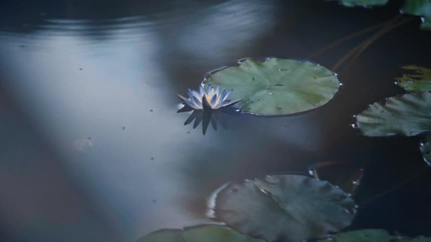 Several lily pads in a body of water one of them with a blue flower blooming