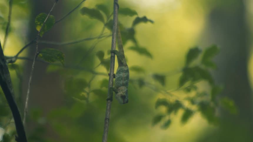Small lizard on a tree trunk in a natural environment