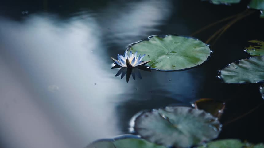 Lilies floating on water