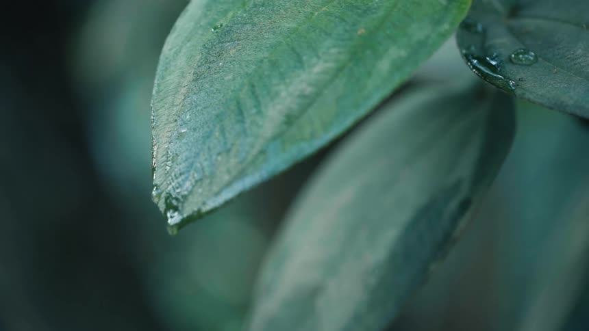 Extreme closeup on a green leaf with water drops dripping in slow motion