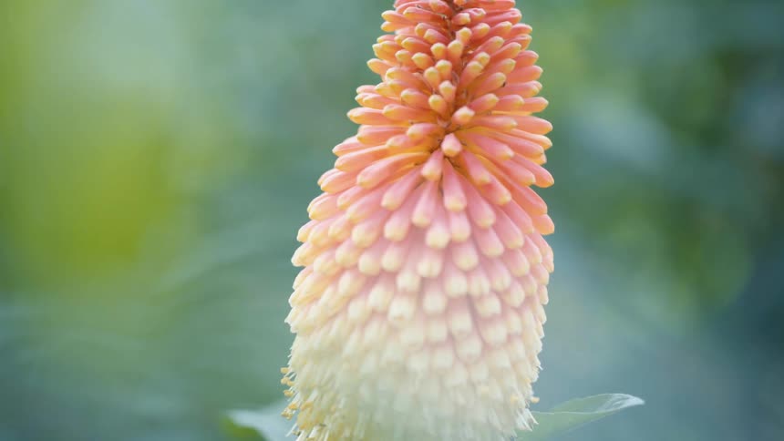 Closeup and a colorful flower with sun flare