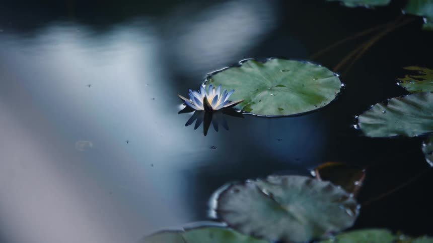 Closeup on a plant floating in a lake