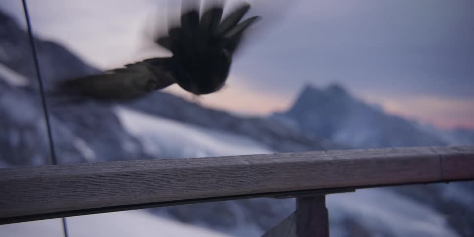 Black bird flying when a person passes by