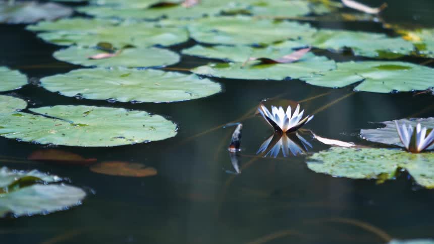 Close in a lake with aquatic plants