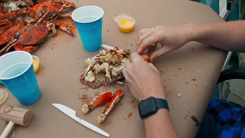Woman sitting at a table with a lot of cooked crabs cracks legs to remove the meat