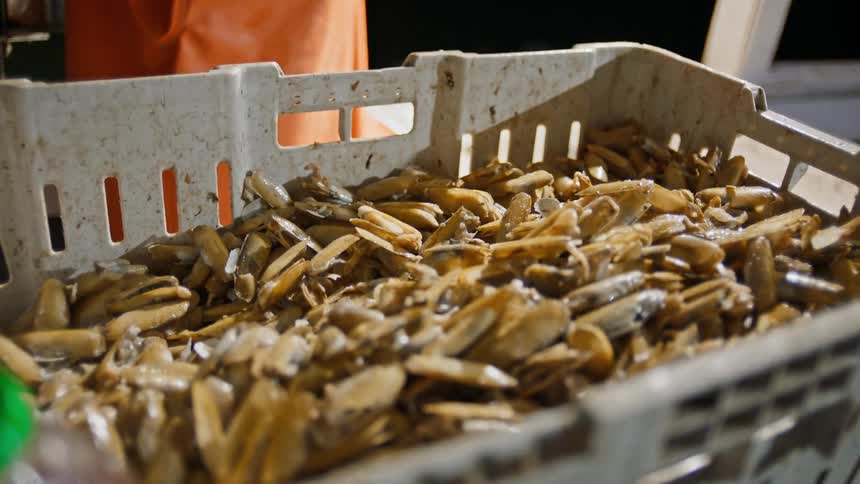 A person stands beside a crate filled with clams