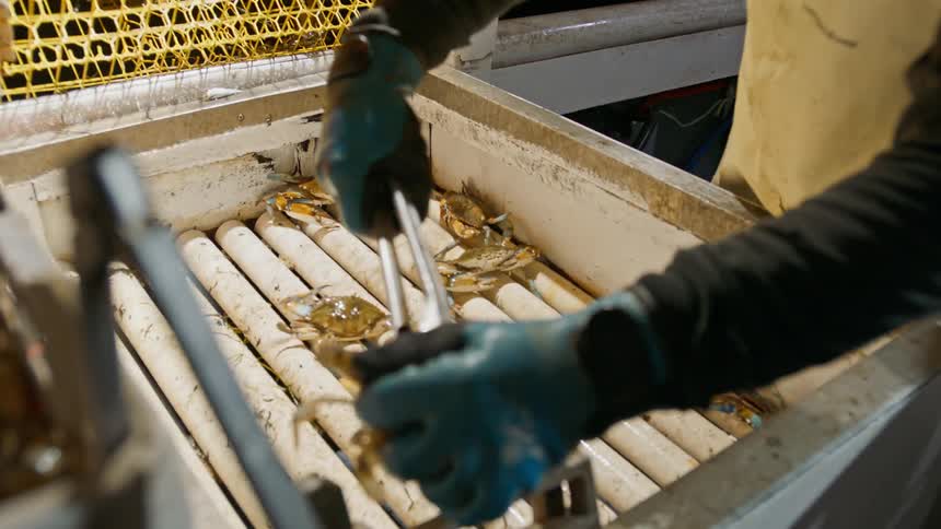 A mans hand with a glove and a spatula catching crabs in a box on a fishing boat