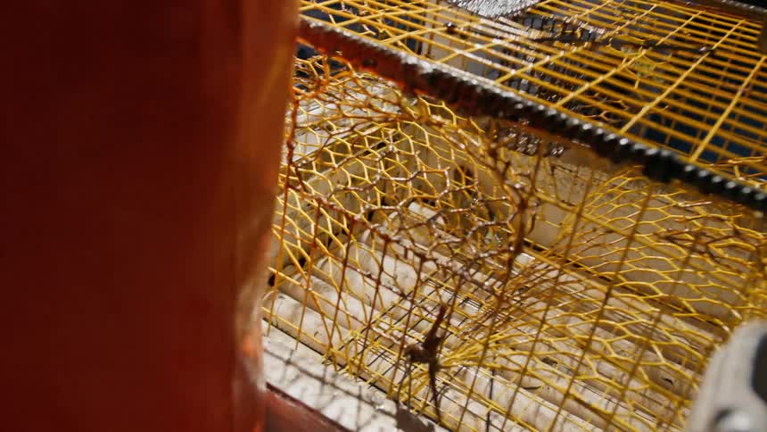A commercial fisherman drops a crab trap onto his boat