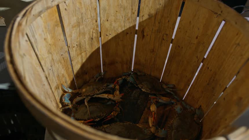 A wood basket with live crabs