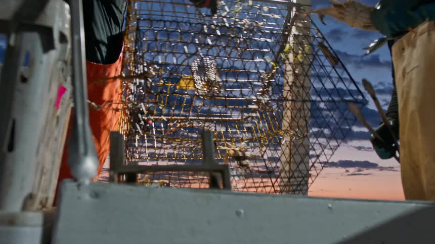 Two men on a fishing boat in the late afternoon shaking a cage with a crab inside