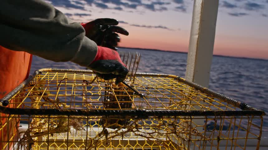 A commercial fisherman puts bait into a crab trap