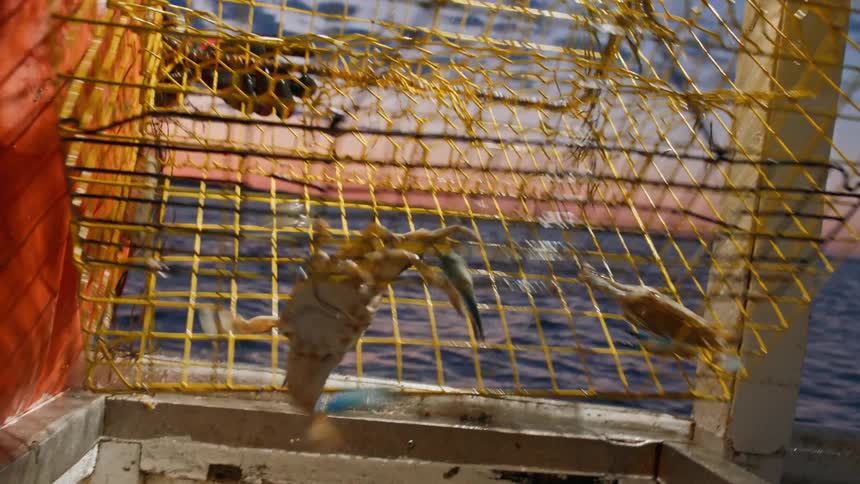 Two fishermen pull a crab cage from the sea and empty it onto a rolling platform