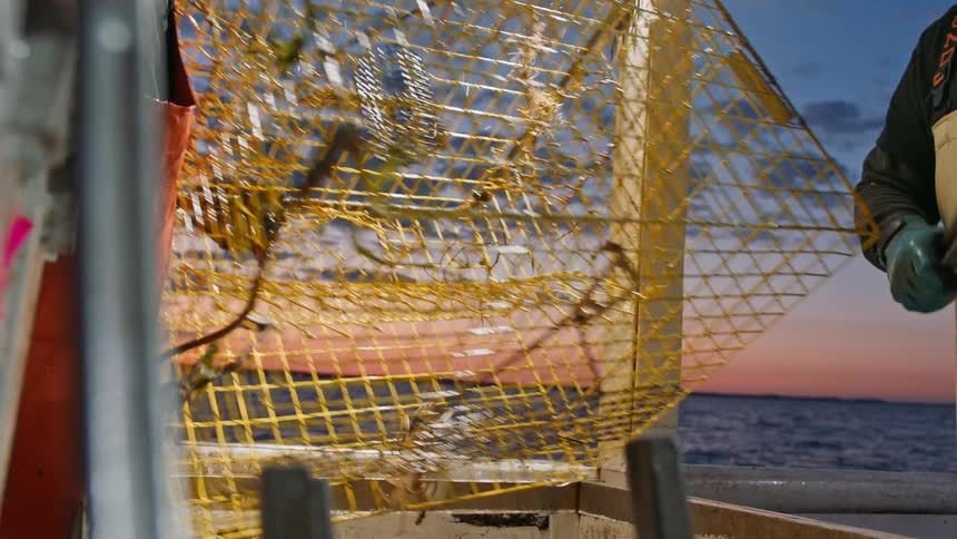 Commercial fishermen shake crabs out of a metal cage