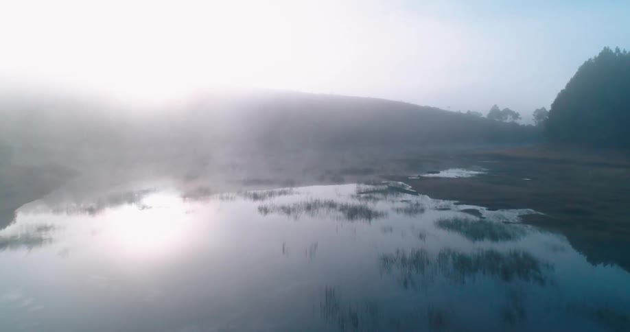 A swamp with various types of vegetation growing on the surface that is reflecting the white sky