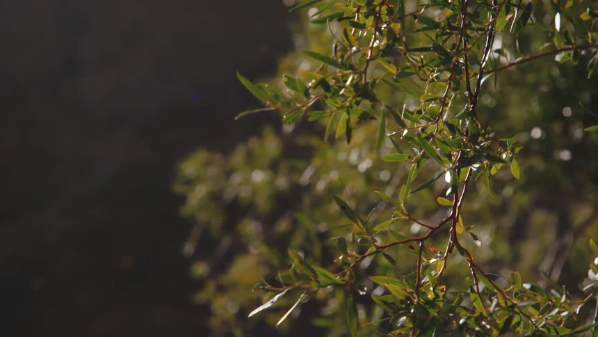 The branches sway on the tree
