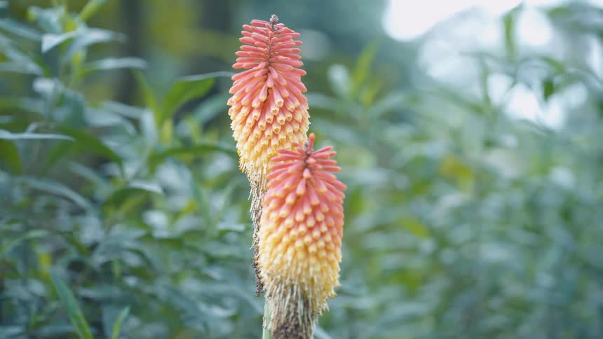 Very colorful flowers in a garden