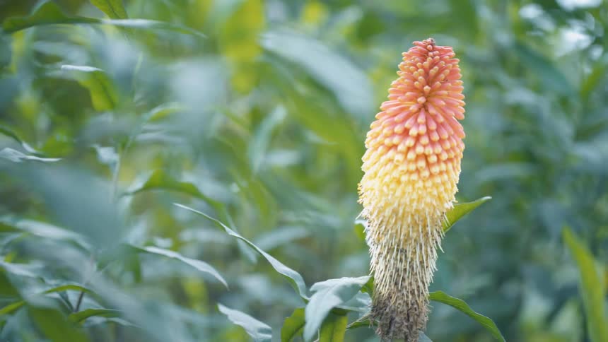 Closeup on an orange and yellowish flower with pollen in a natural environment
