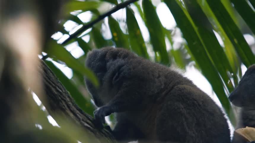 A small lemore is on a branch of a tree and looking to the sides
