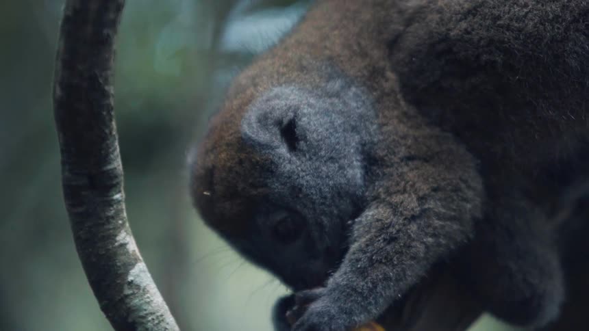 A lemur holds on food