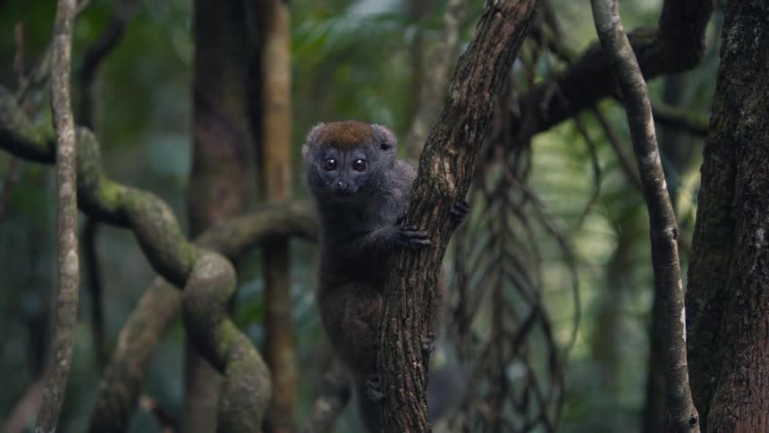 Little lemur wagging its tail while holding on to a tree trunk in the jungle