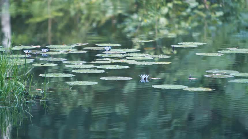 Ripples in a pond that features lilly pads and lotuses