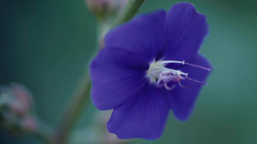 A flower with blue petals